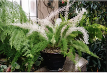 houseplant